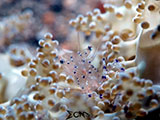 Anilao Cleaner Shrimp 8