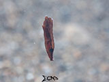 Anilao Juvenile Pipefish