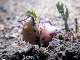 Anilao Nudibranch 233