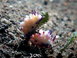 Anilao Nudibranch 235