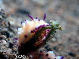 Anilao Nudibranch 236