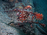 Anilao Ornate Ghost Pipefish 10