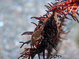 Anilao Ornate Ghost Pipefish Eggs 1