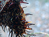 Anilao Ornate Ghost Pipefish Eggs 3