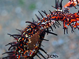 Anilao Ornate Ghost Pipefish Eggs 4