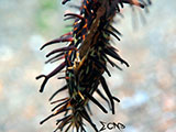 Anilao Ornate Ghost Pipefish Eggs 5