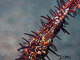 Anilao Ornate Ghost Pipefish Eggs 6