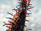 Anilao Ornate Ghost Pipefish Eggs 9