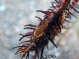 Anilao Ornate Ghost Pipefish Eggs