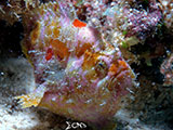 Mactan Cebu Frogfish 1