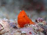 Mactan Cebu Frogfish 2