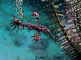 Mactan Cebu Ghost Pipefish