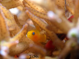 Mactan Cebu Goby 1