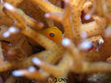 Mactan Cebu Goby