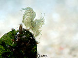 Mactan Cebu Hairy Shrimp 7