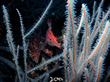 Mactan Cebu Long Nose Hawkfish