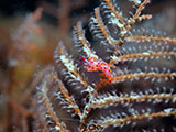 Mactan Cebu Nudibranch 46