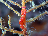 Mactan Cebu Nudibranch 47