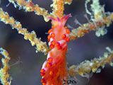 Mactan Cebu Nudibranch 48