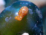 Mactan Cebu Sea Slug 12