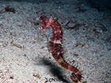 Mactan Cebu Seahorse 1