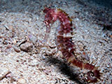 Mactan Cebu Seahorse 2