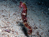 Mactan Cebu Seahorse