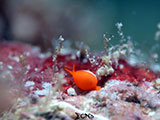 Mactan Cebu Cowrie 1