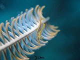 Mactan Cebu Crinoid Shrimp 2