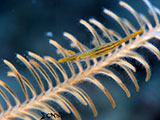 Mactan Cebu Crinoid Shrimp 4