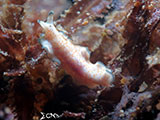 Mactan Cebu Flatworm 1