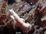 Mactan Cebu Flatworm 2