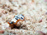 Mactan Cebu Flatworm 3