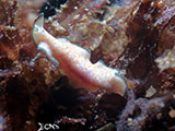 Mactan Cebu Flatworm