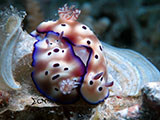 Mactan Cebu Mating Nudibranchs 1