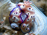 Mactan Cebu Mating Nudibranchs 2