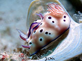 Mactan Cebu Mating Nudibranchs 4