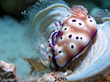 Mactan Cebu Mating Nudibranchs 5