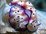 Mactan Cebu Mating Nudibranchs