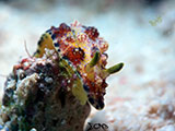 Mactan Cebu Nudibranch 11