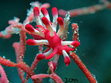 Mactan Cebu Nudibranch 12