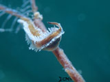 Mactan Cebu Nudibranch 2