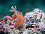 Mactan Cebu Nudibranch 21