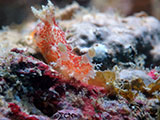 Mactan Cebu Nudibranch 23