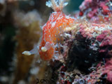 Mactan Cebu Nudibranch 24