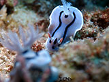 Mactan Cebu Nudibranch 3