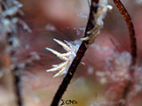 Mactan Cebu Nudibranch 30