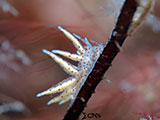 Mactan Cebu Nudibranch 31