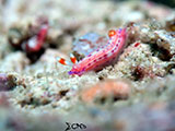 Mactan Cebu Nudibranch 33