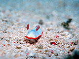 Mactan Cebu Nudibranch 35